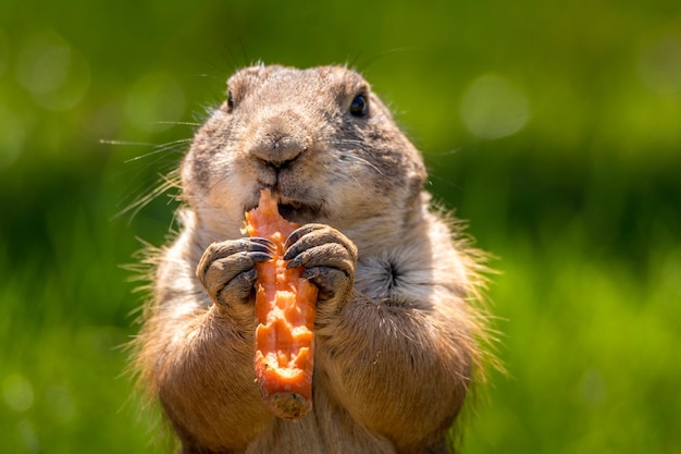 Foto close-up van een prairiehond die voedsel eet