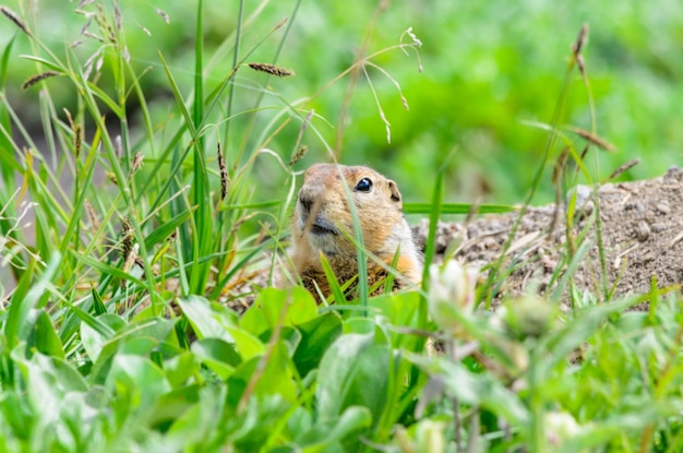 Close-up van een prairiehond op het gras