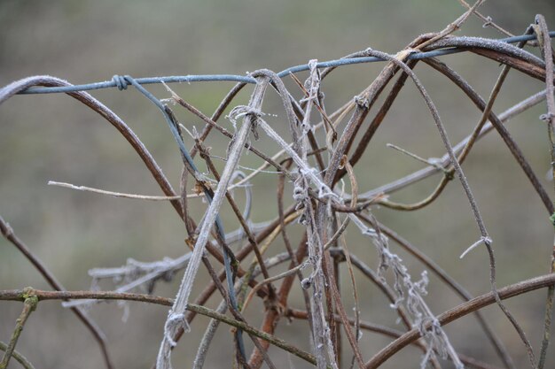 Foto close-up van een prikkeldraadheining in de winter