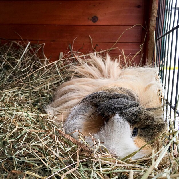 Foto close-up van een proefkonijn op hooi in een kooi