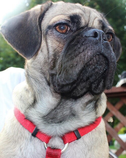 Close-up van een pug