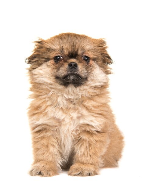 Close-up van een puppy op een witte achtergrond
