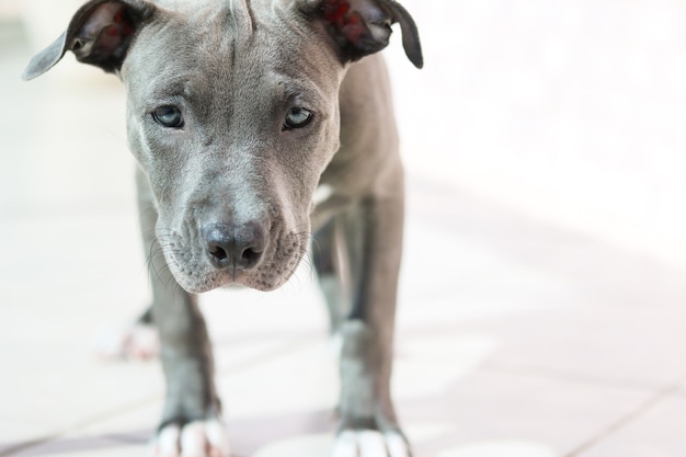 Close up van een puppy Pit Bull hond thuis. Selectieve aandacht.