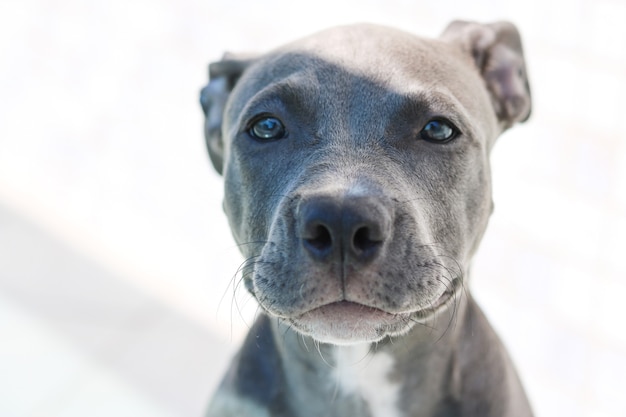 Close up van een puppy pit bull hond thuis. selectieve aandacht.