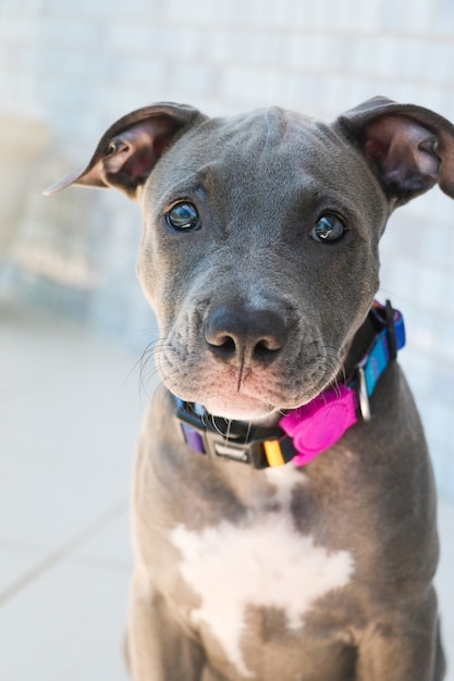 Close up van een puppy Pit Bull hond thuis. Selectieve aandacht.