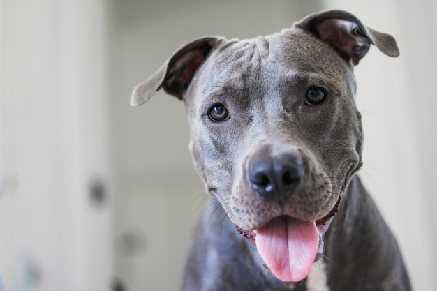 Close up van een puppy Pit Bull hond thuis. Selectieve aandacht.