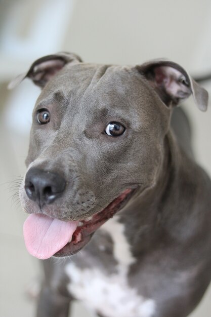 Close up van een puppy pitbull hond thuis.