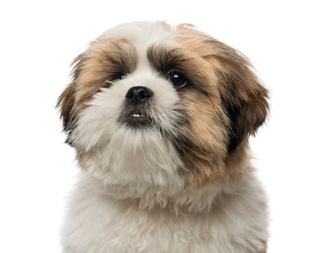 Close-up van een puppy van Shih Tzu op wit wordt geïsoleerd dat