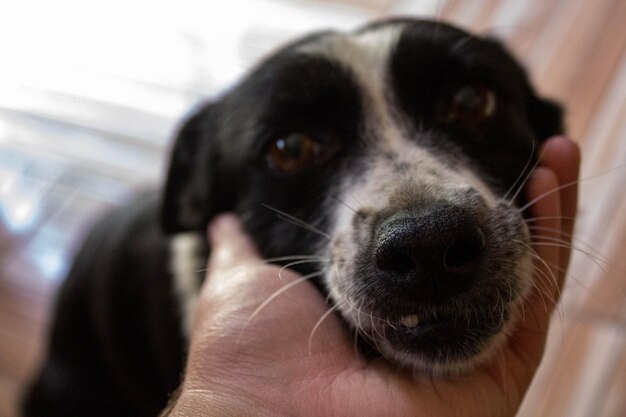 Foto close-up van een puppy