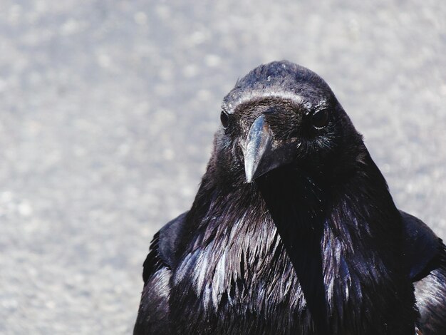 Foto close-up van een raaf