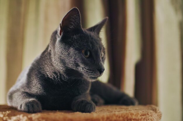 Close-up van een rasechte Russische blauwe kat thuis