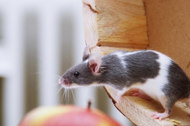 Close-up van een rat buiten
