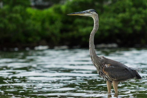 Close-up van een reiger op het meer
