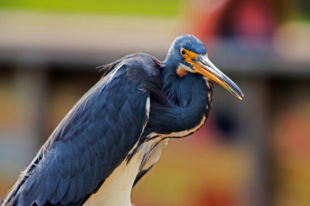 Foto close-up van een reiger