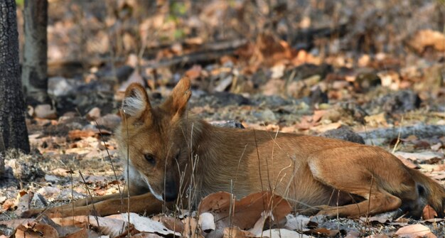 Foto close-up van een relaxerende vos op het veld