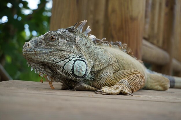 Foto close-up van een reptiel dat wegkijkt