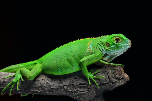 Close-up van een reptiel op een tak tegen een zwarte achtergrond