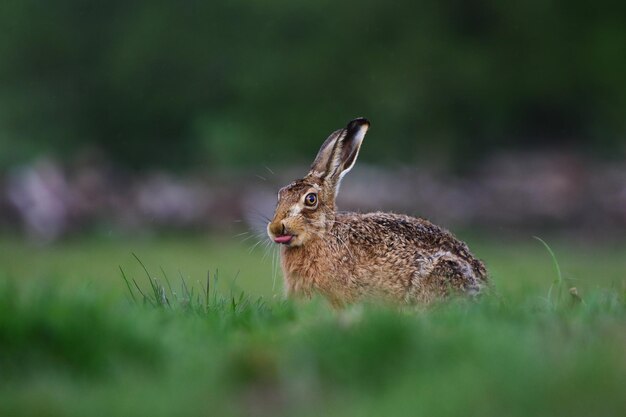 Foto close-up van een reptiel op een veld