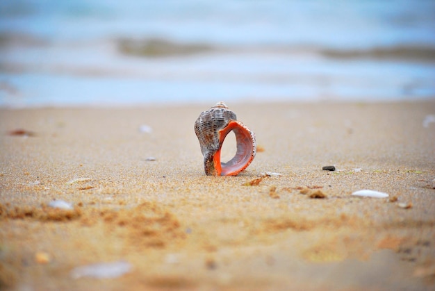 Close-up van een reptiel op het strand