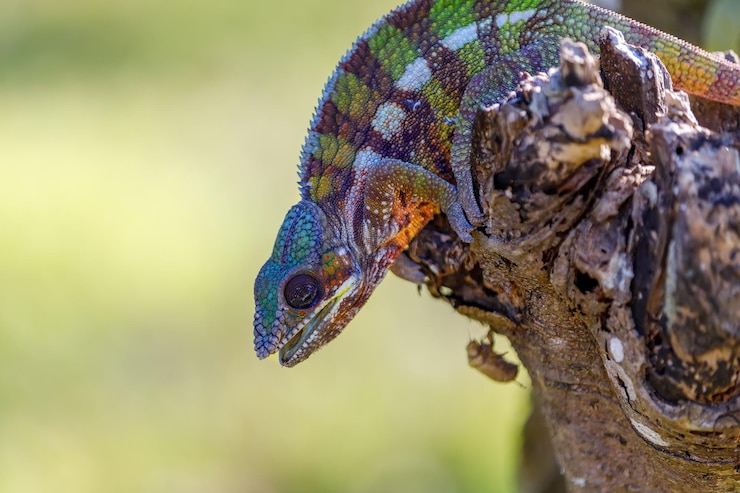 Foto close-up van een reptiel tegen een wazige achtergrond