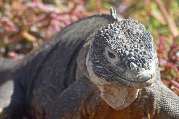 Foto close-up van een reptiel