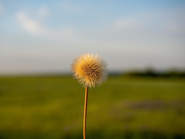 Close-up van een rijpe paardebloembloem tegen de achtergrond van de avondlucht en het veld. selectieve focus