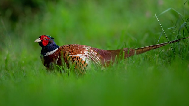 Foto close-up van een ringhals fazant op het gras