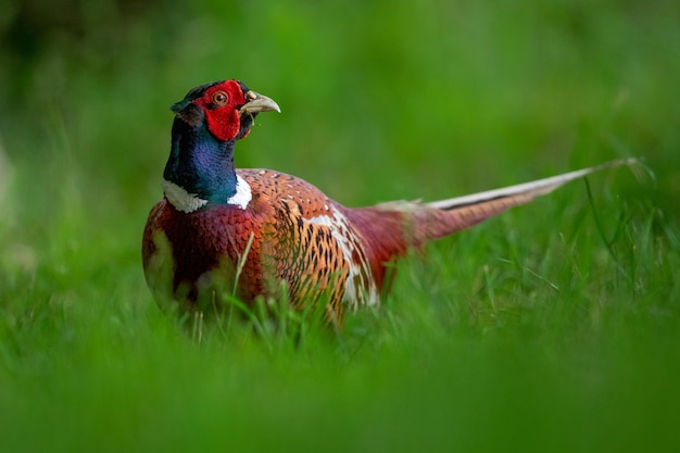 Close-up van een ringhals fazant op het gras