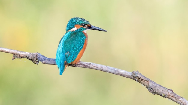 Close-up van een rivierijsvogel die op een tak zit