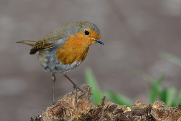 Close-up van een robin die buiten zit