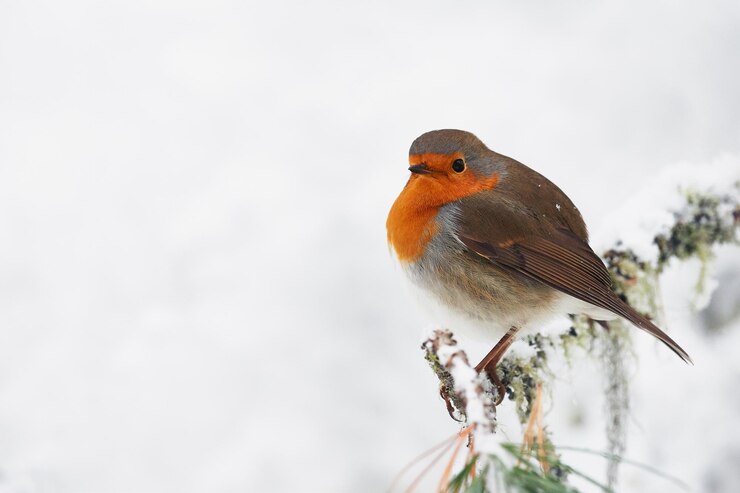 Foto close-up van een robin die in de winter op een plant zit