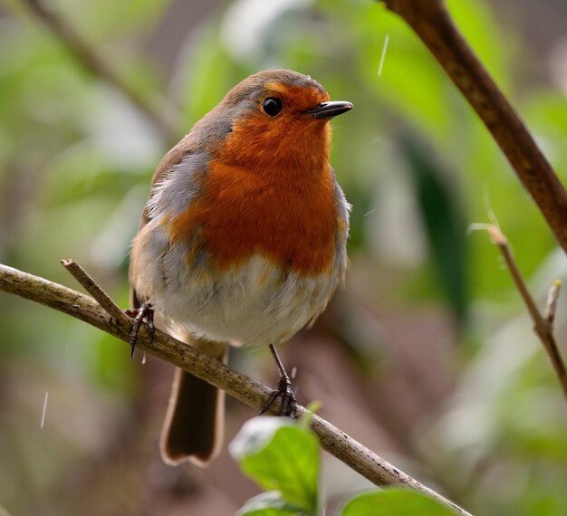 Close-up van een robin die op een tak zit