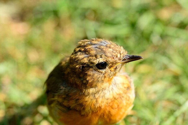 Close-up van een robin die op het veld zit