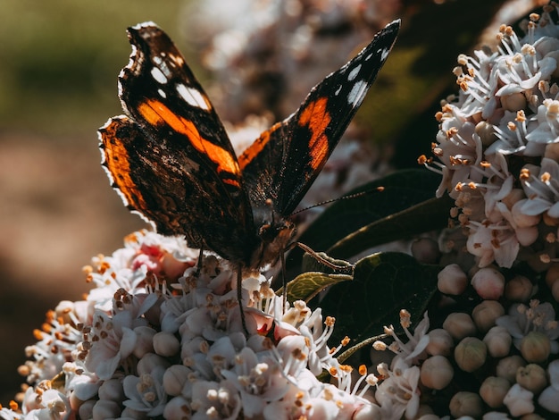 Close up van een rode admiraal ook bekend als vanessa atalanta vlinder op een bloem