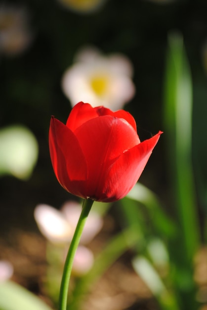 Close-up van een rode bloem die buiten bloeit