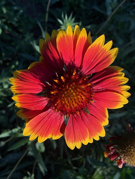 Close-up van een rode bloem die buiten bloeit