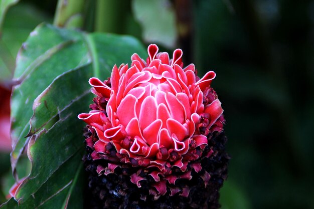 Foto close-up van een rode bloem die buiten bloeit