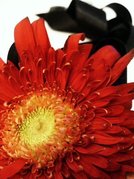 Close-up van een rode bloem met zwarte linten op de achtergrond