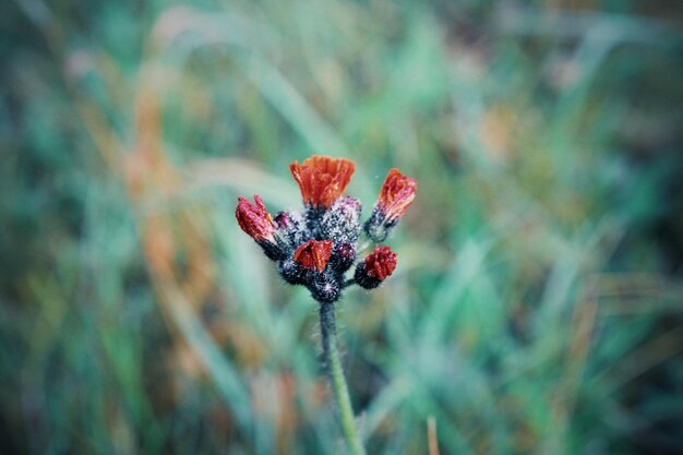 Foto close-up van een rode bloem op een plant
