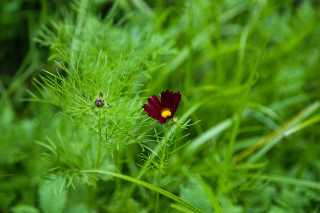 Foto close-up van een rode bloem op een plant