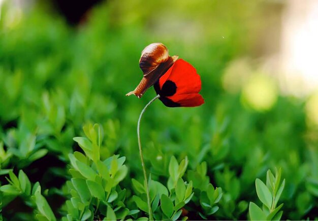 Foto close-up van een rode bloem op het veld