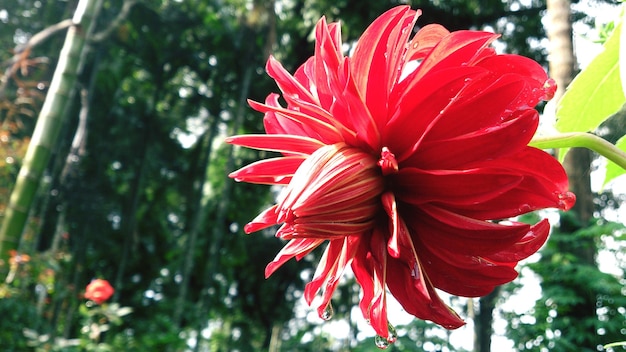 Foto close-up van een rode bloem tegen bomen