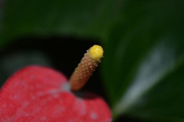 Foto close-up van een rode bloem tegen een wazige achtergrond