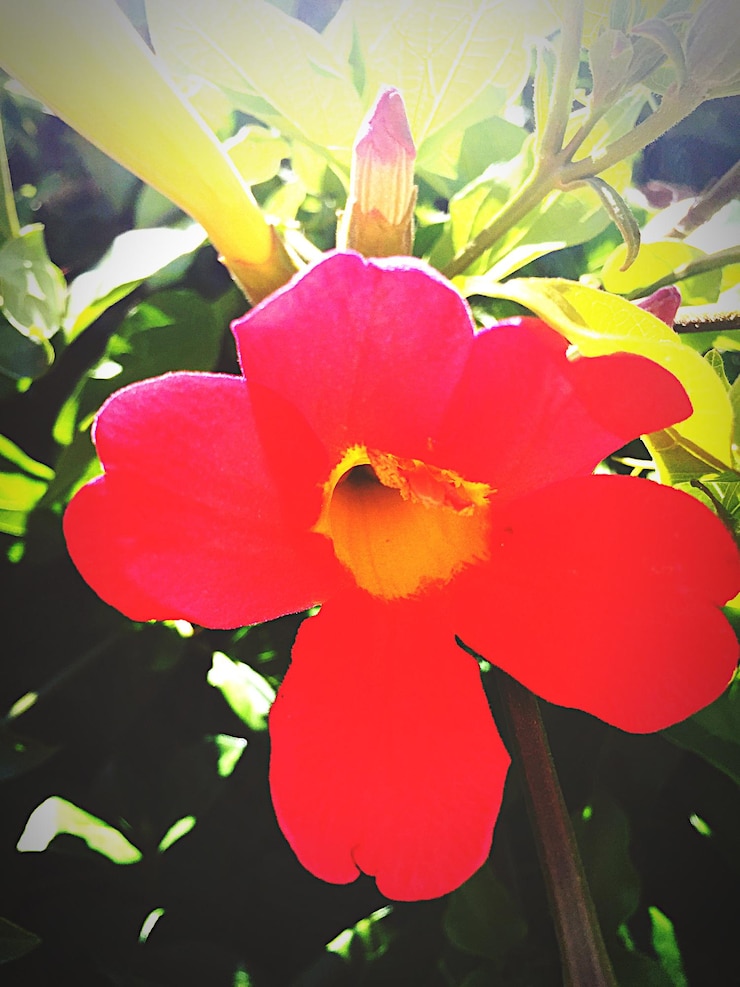Foto close-up van een rode bloem