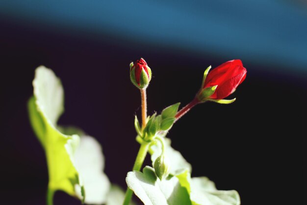 Foto close-up van een rode bloem