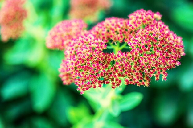 Foto close-up van een rode bloem