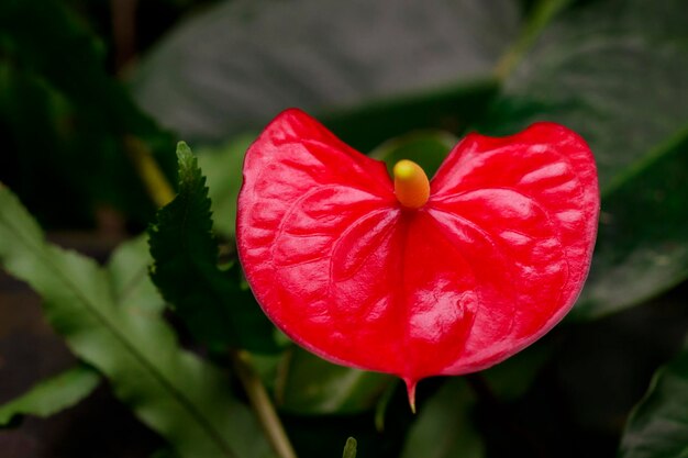 Foto close-up van een rode bloem