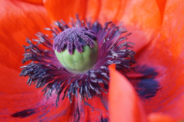 Foto close-up van een rode bloem