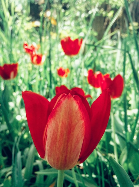 Foto close-up van een rode bloem