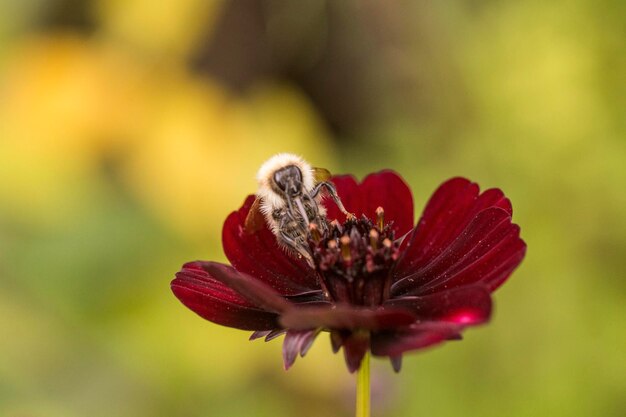 Foto close-up van een rode bloem